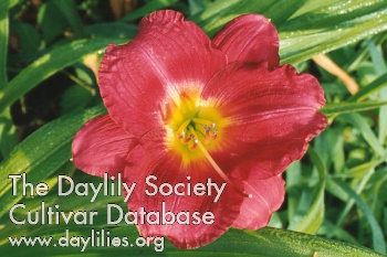 Daylily Siloam Justine Lee